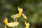 Smallflower fumewort